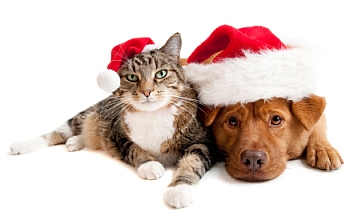 Xmas Cat and Dog